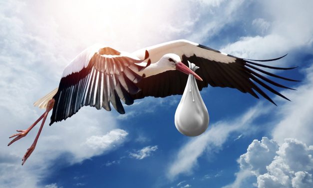 Another Advent For The Senses